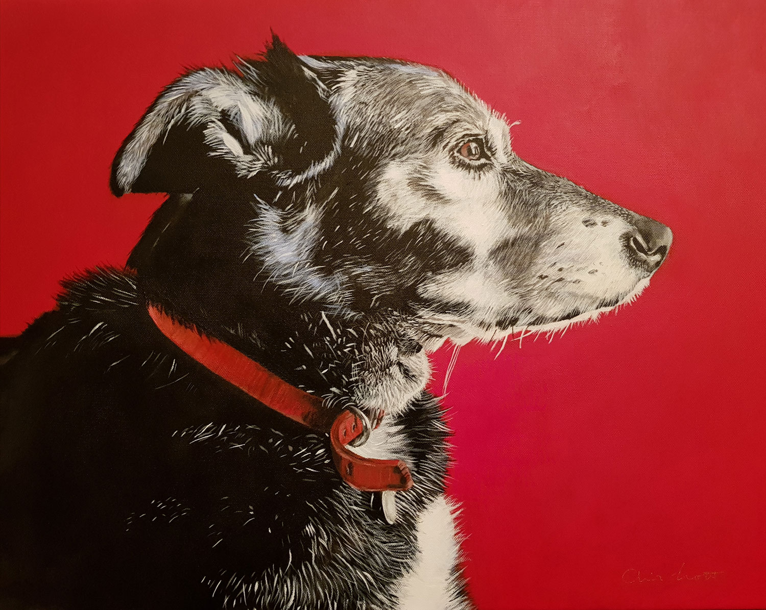 Pet portraits - Hutch