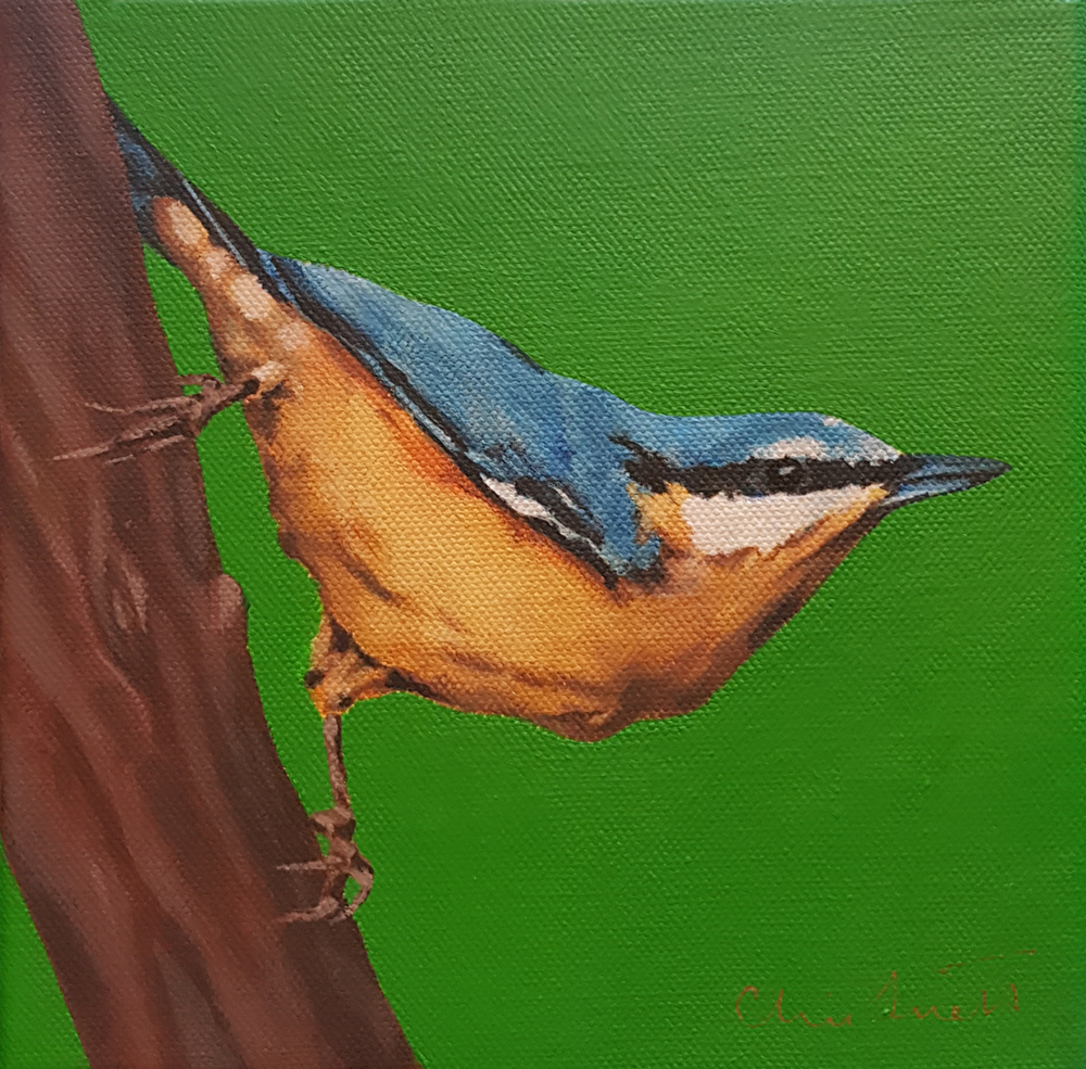 personal portfolio - nuthatch